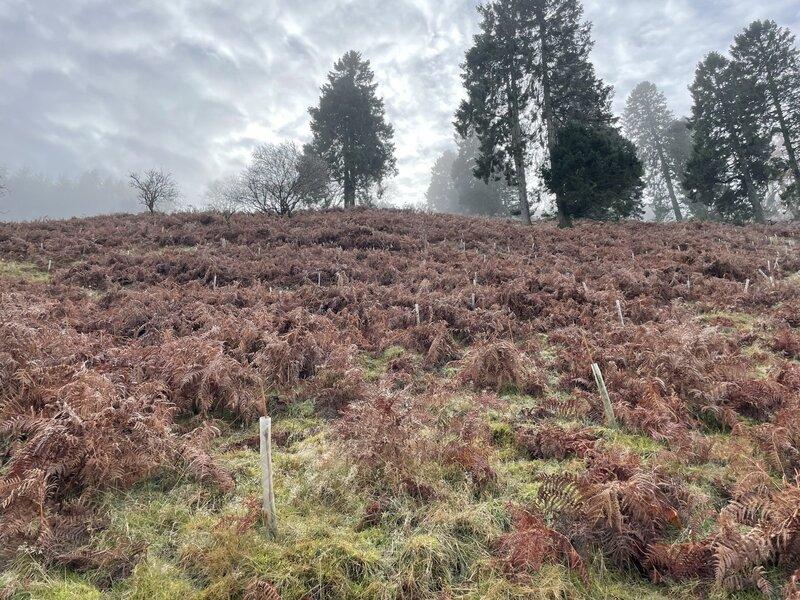 11,000 trees to be planted boosting biodiversity in North Wales
