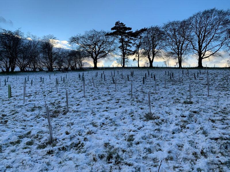 New Milestone Reached: 2,000 Trees Planted