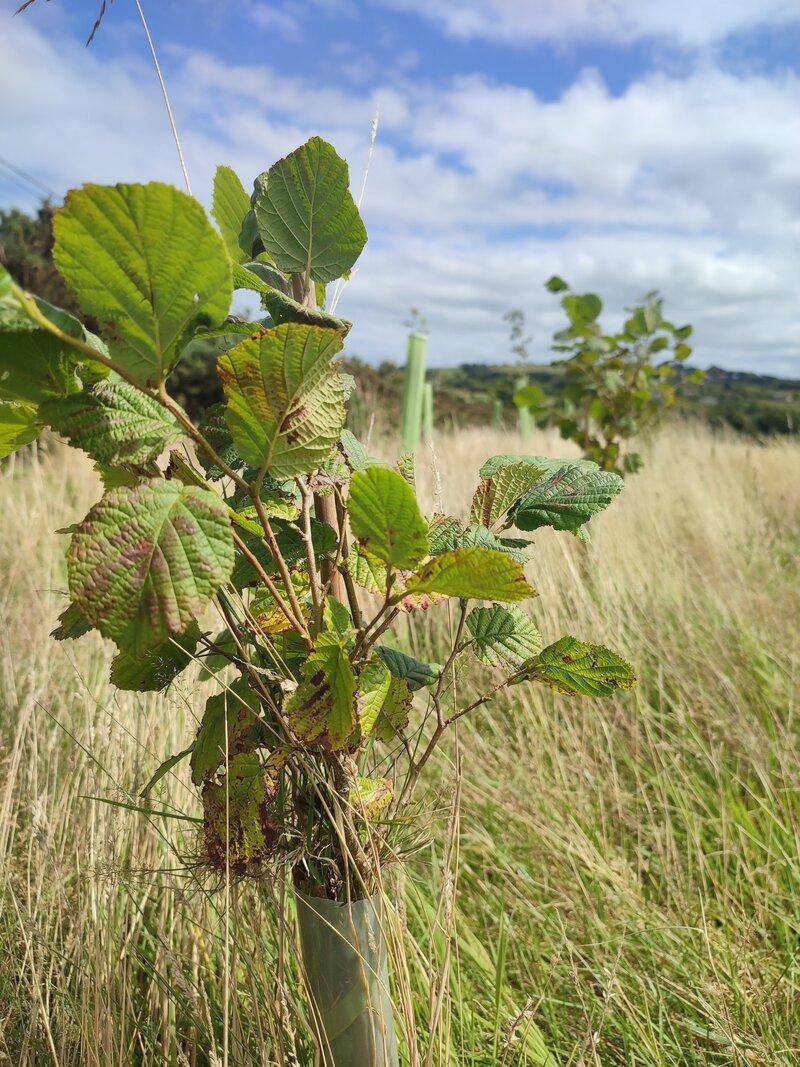 A Forest of Accomplishments: Reflecting on 100,000 Trees Planted