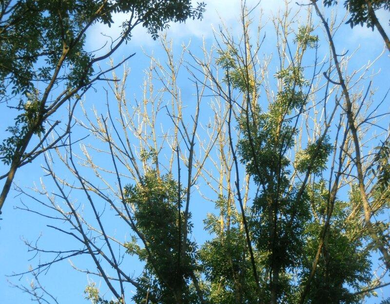 Ash Dieback — What it is, and the consequences for UK Woodlands