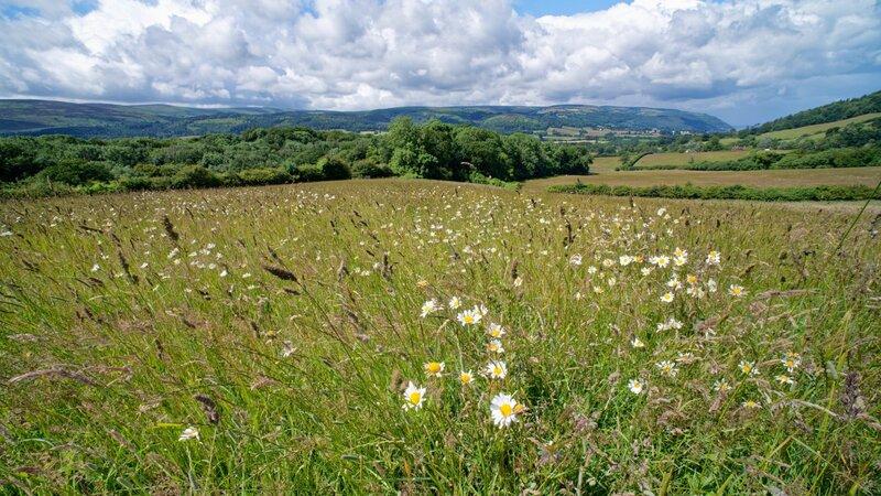 Biodiversity Enhancement at Nannerch: Creating Habitats for Wildlife