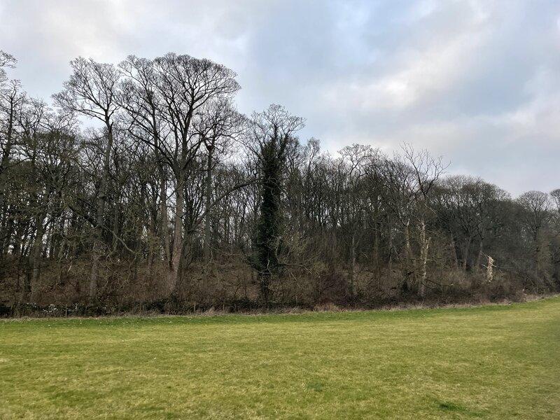 Case Study: Supporting Menston Area Nature Trust with Invasive Species Management