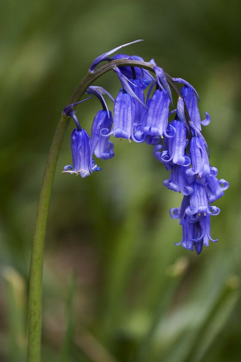 Expanding Ancient Woodlands: When Does New Become Ancient?