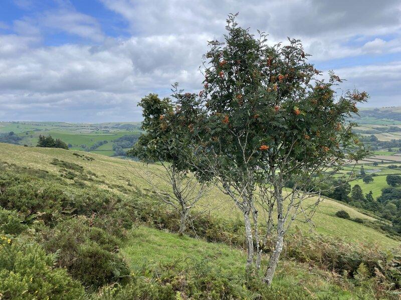 Goytre Wood Update – Summer 2023