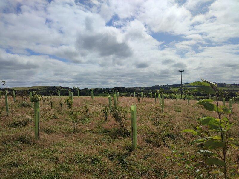 Growing Together: Protect Earth’s Mission to Restore UK Habitats in 2024/25