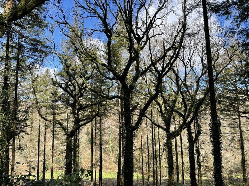 Our first community woodland: High Wood, Liskeard