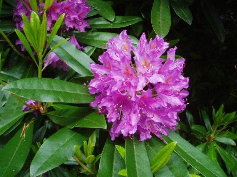 How Protect Earth Tackles Invasive Plant Species in the UK