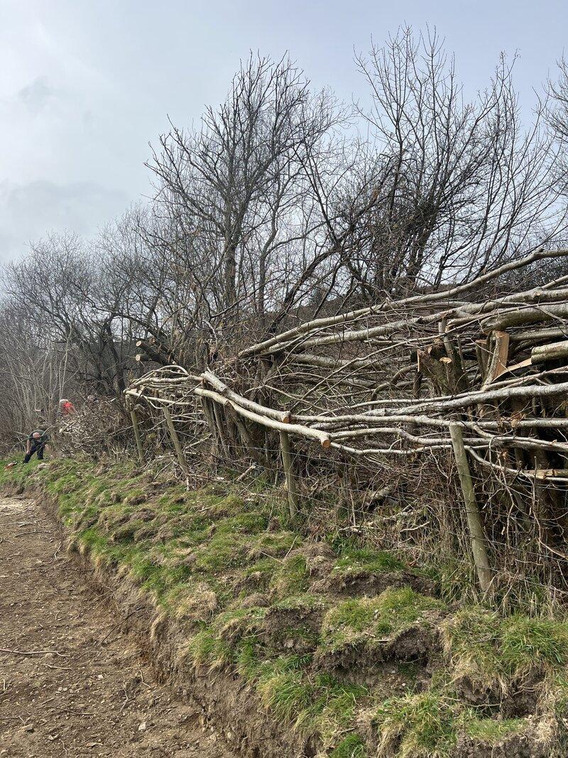 How to Lay a Hedge: Protect Earth's Free Community Course at Goytre Wood