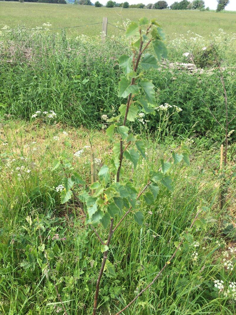 Lower Hampen Farm: An Update