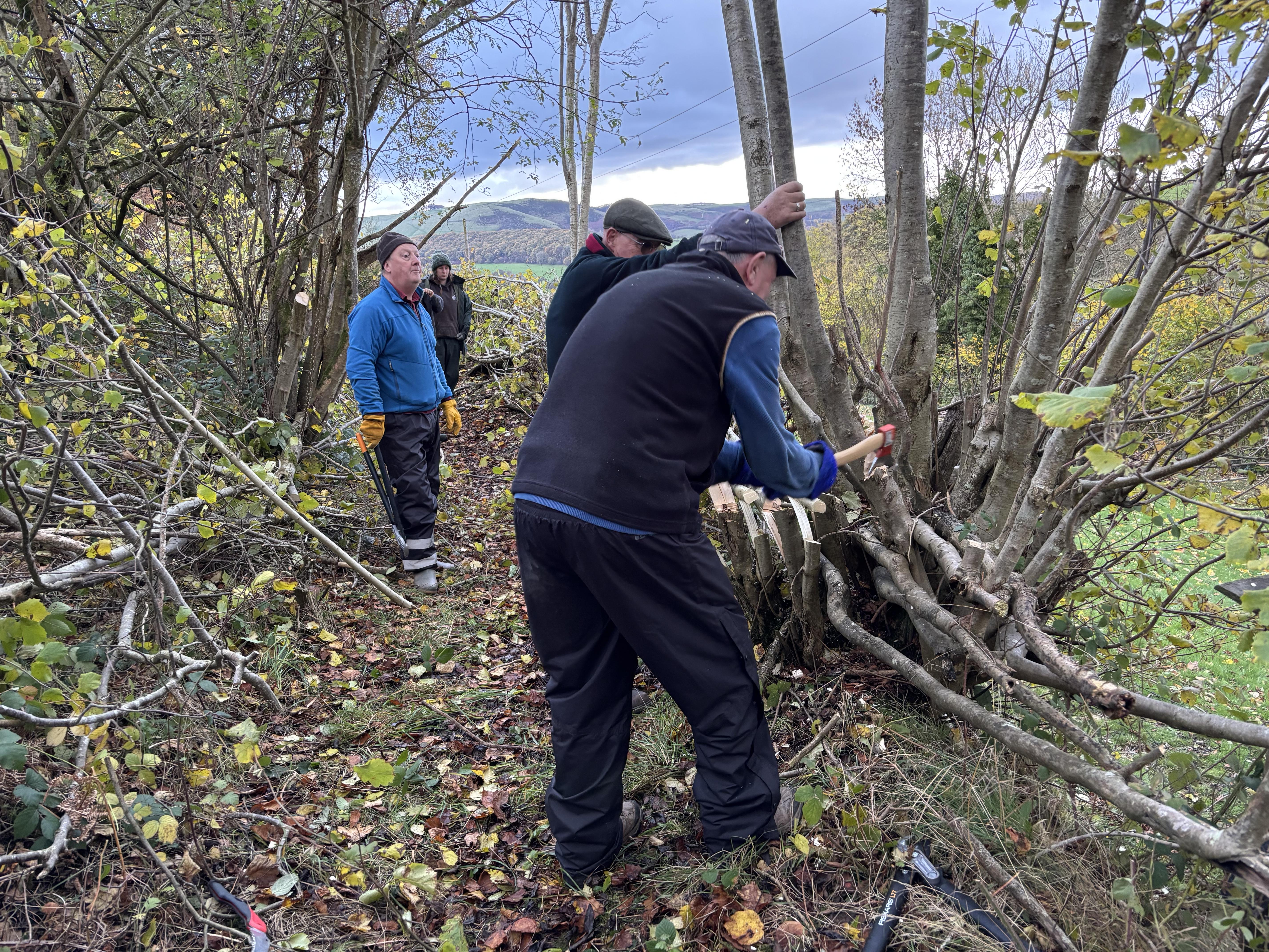 Our Hedge-Laying Courses and Why They Are Important.