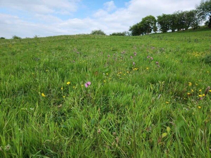 Pantpurlais wildflower meadow update