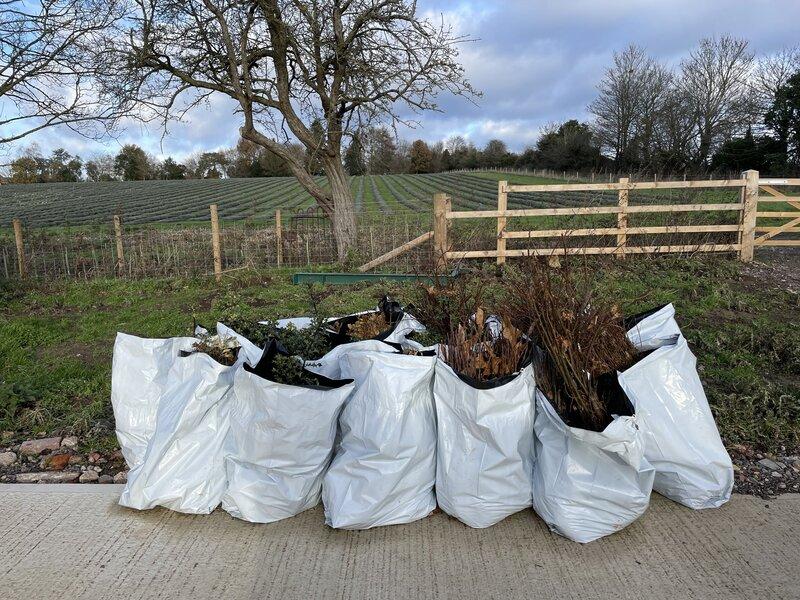 Quick Action for a Greener Future: Buy Trees and Hedgerows with Protect Earth
