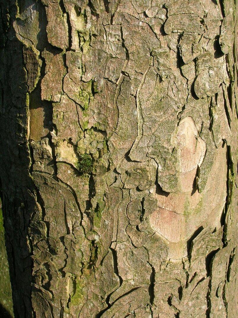 Research Breakthrough: Methane-Absorbing Microbes in Tree Bark