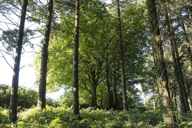 Restoring Ancient Woodlands: A Practical Guide from High Wood