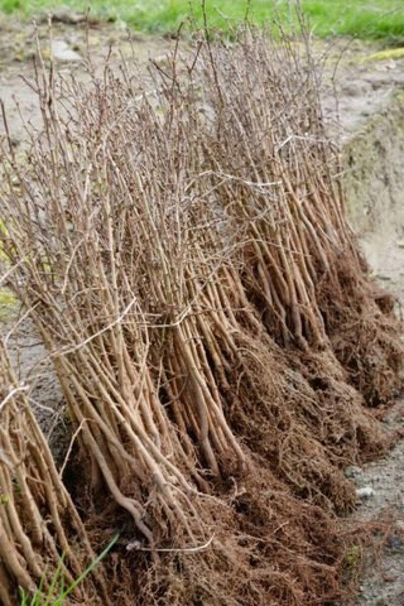 The Best Possible Quality Tree Planting