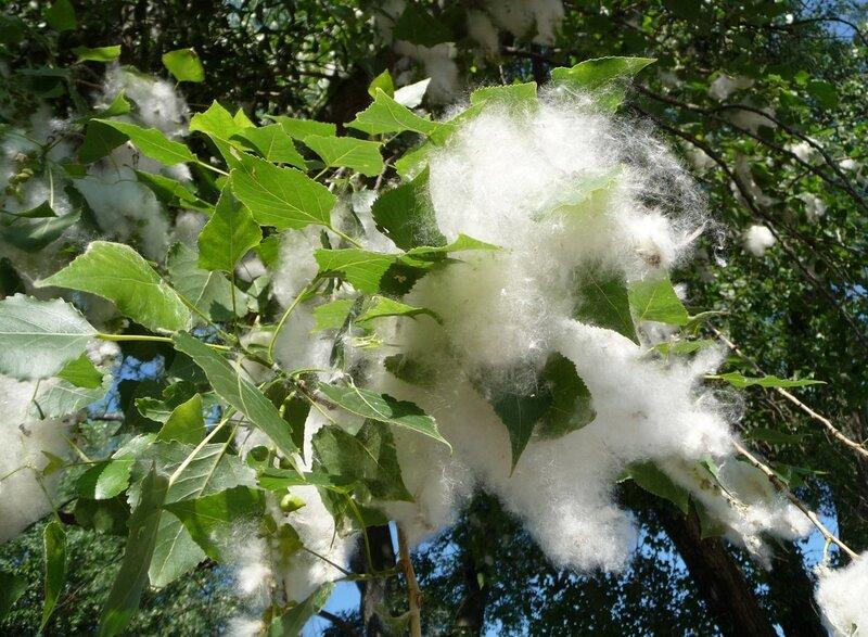 The Decline of Black Poplar Trees in the UK