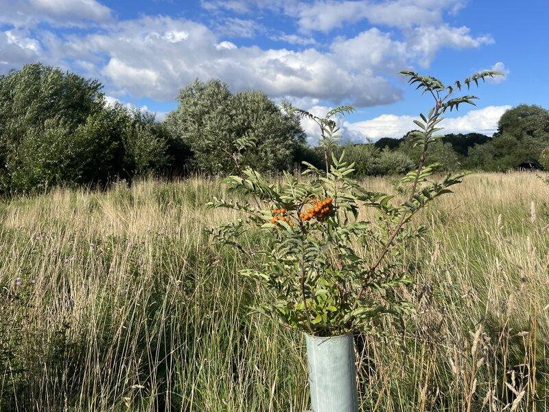 The disappearance of biodiversity in the UK