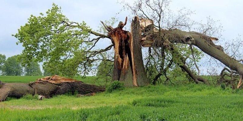 The Impact of Storms on the UK's Trees: A Closer Look