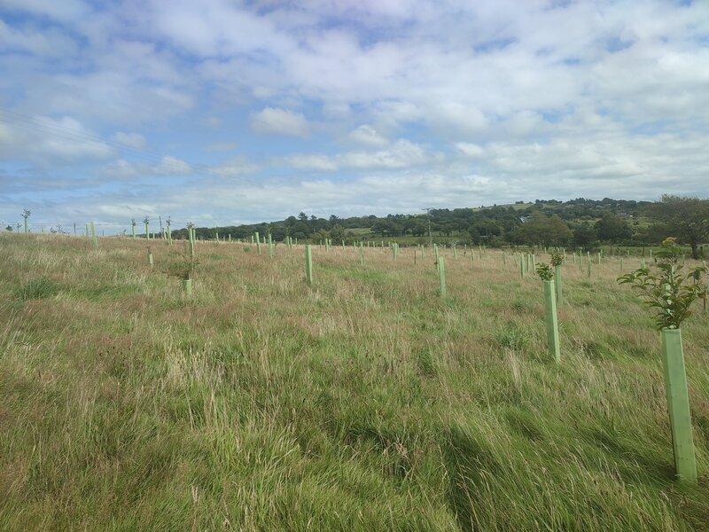 What Does Protect Earth Plant? Species Tailored to Each Habitat