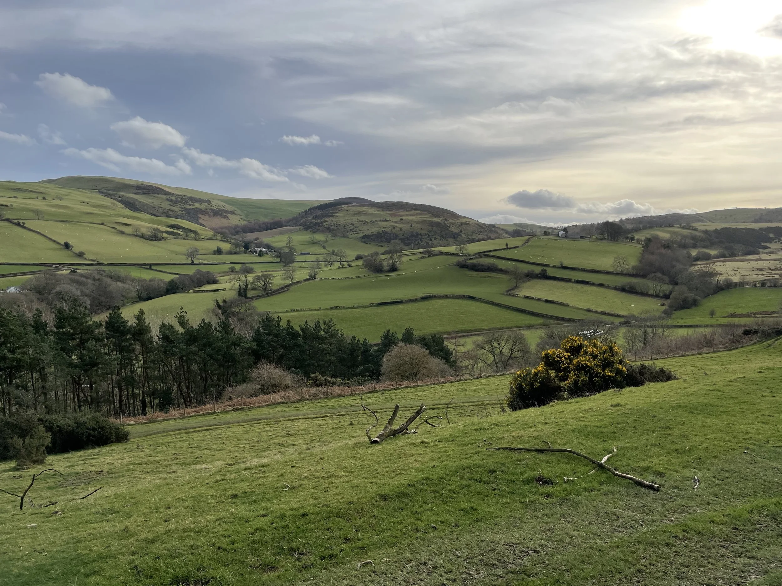 Rolling green hills and fields with trees and fences